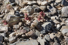 Eriogonum mensicola