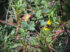 Eristalis flavipes