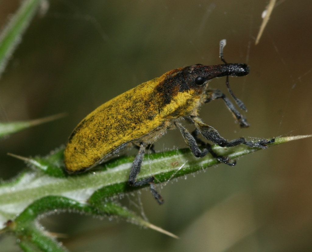 Lixus scolopax