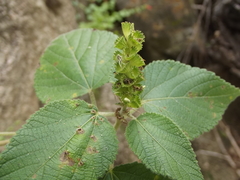 Acalypha comonduana