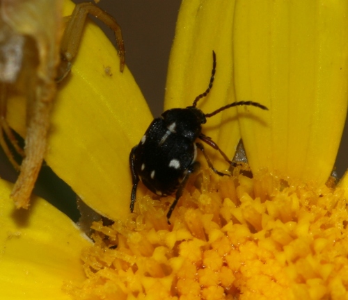 Bruchidius quinqueguttatus