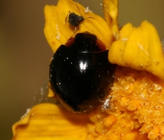 Parexochomus nigromaculatus