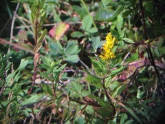 Eristalis flavipes
