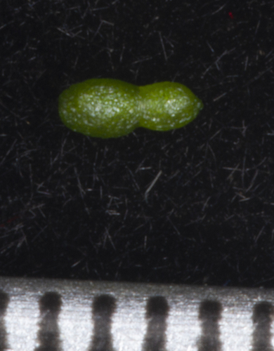 Wolffia globosa, photograph 1