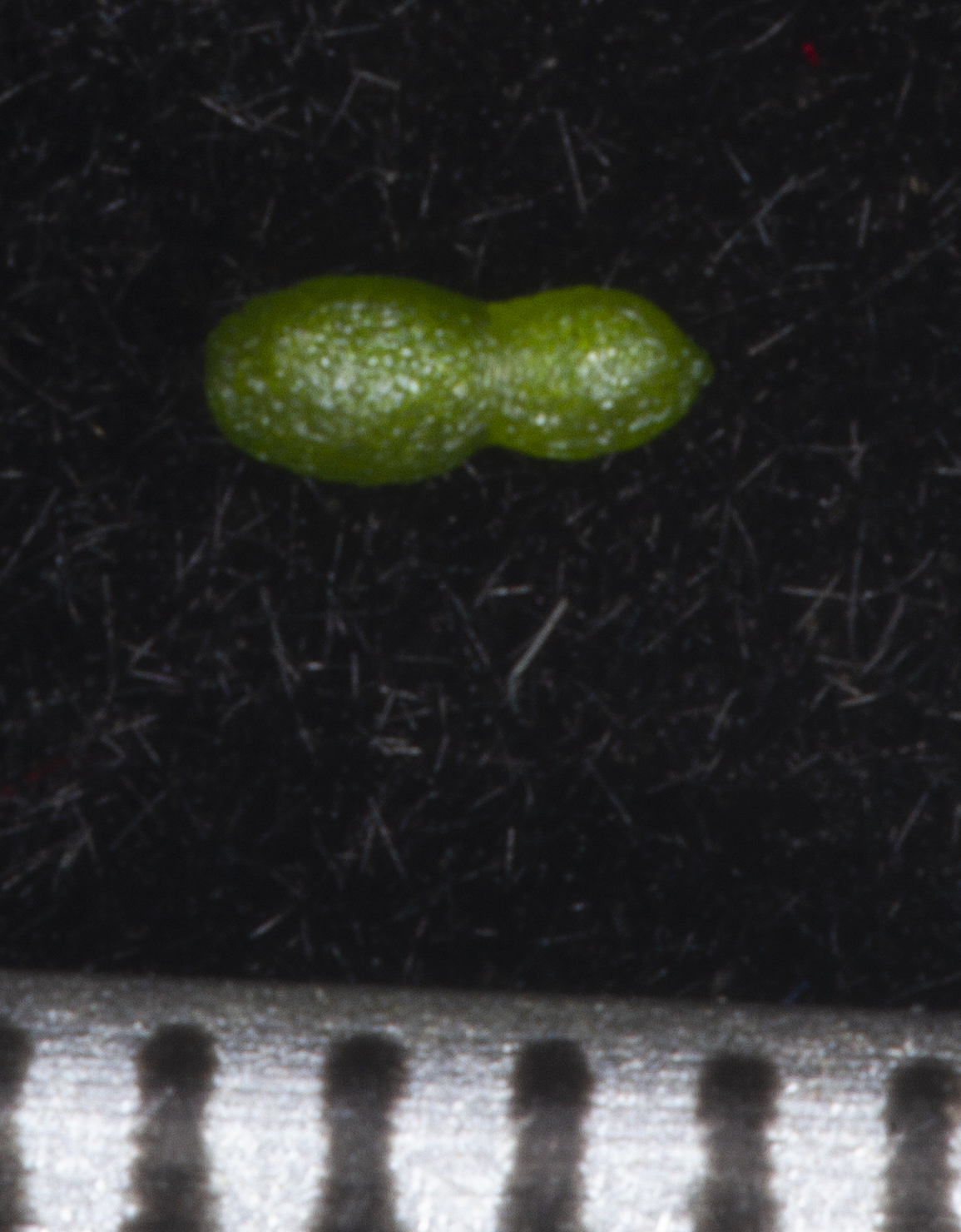 Wolffia globosa — ảnh 2