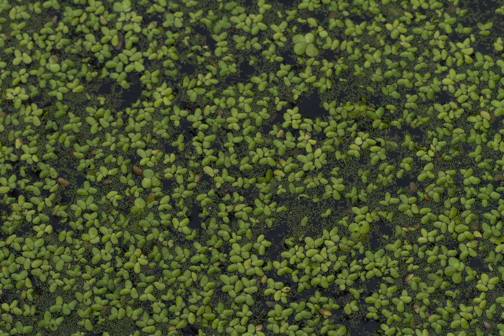 Wolffia globosa; photograph (c) Nguyen-Khanh-Trinh Tram, some rights reserved (CC BY)