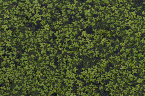 Asian watermeal (Wolffia globosa)