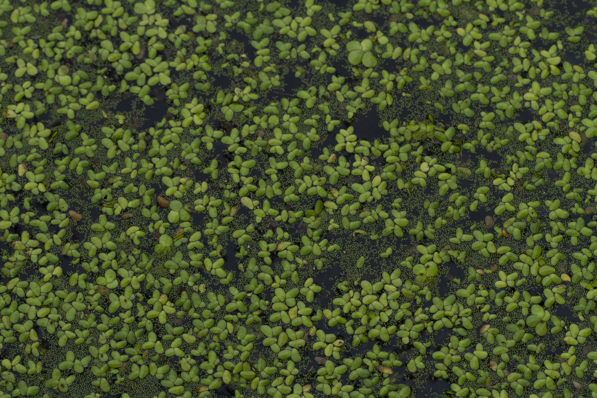 Asian Watermeal (Wolffia globosa)