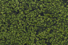 Wolffia globosa