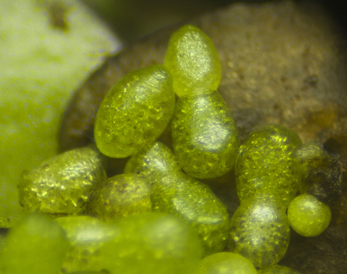 Wolffia globosa, photograph 2