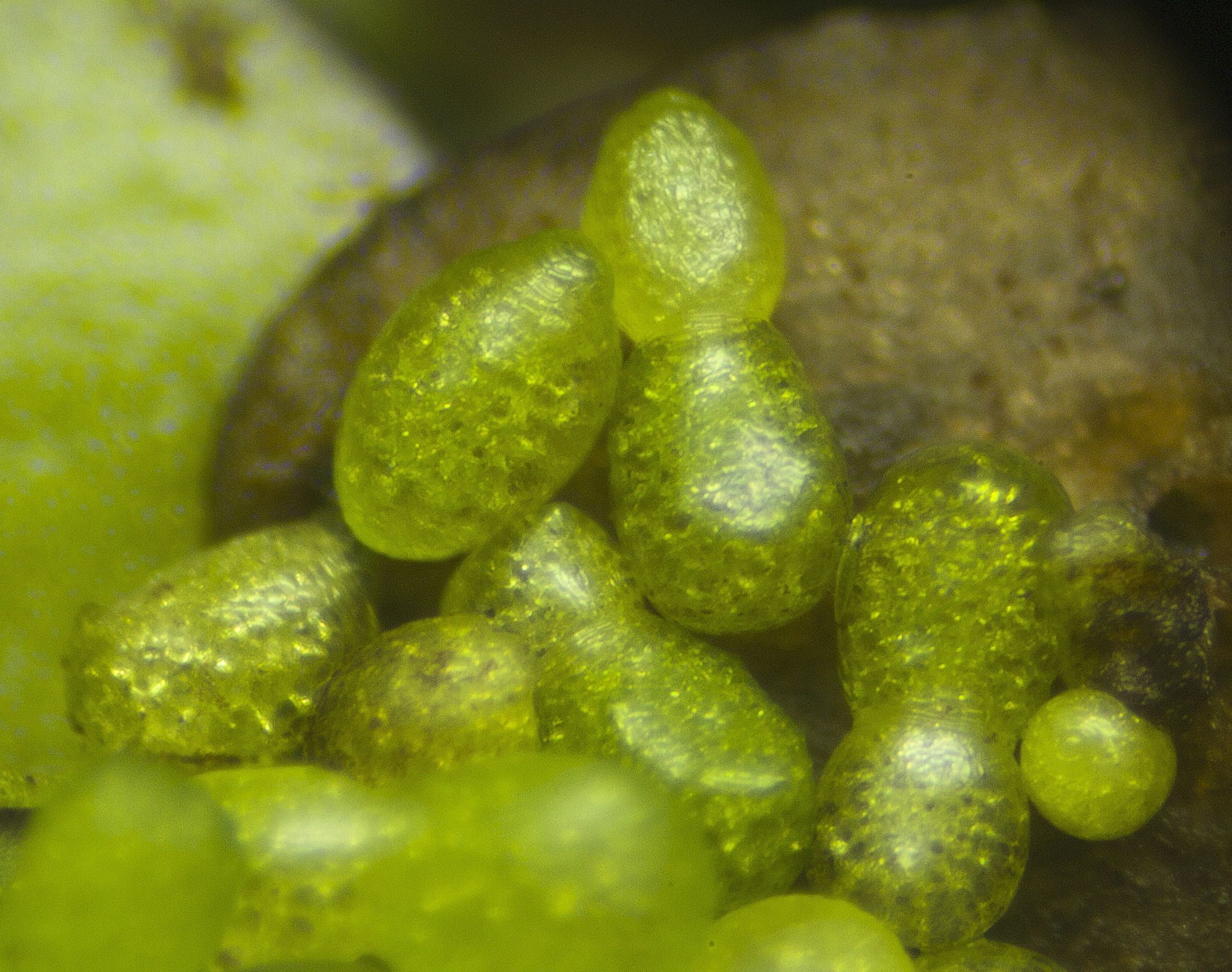 Wolffia globosa — ảnh 3