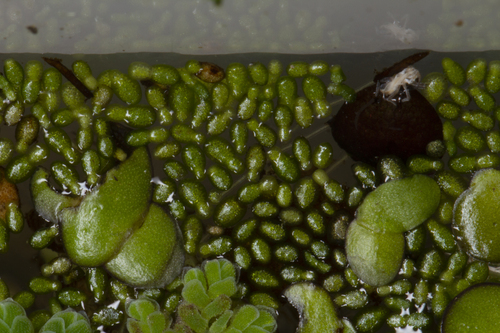 Wolffia globosa, photograph 3