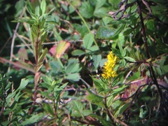 Eristalis flavipes