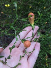 Aureolaria pedicularia