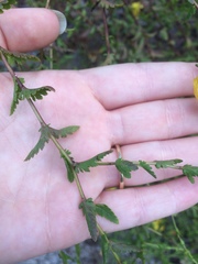Aureolaria pedicularia