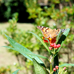 Vanessa cardui