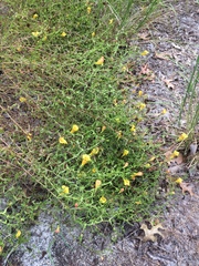 Aureolaria pedicularia