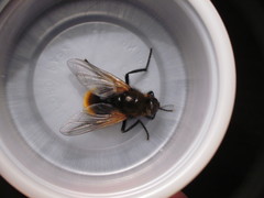 Mesembrina decipiens