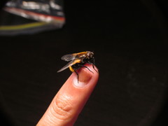 Mesembrina decipiens