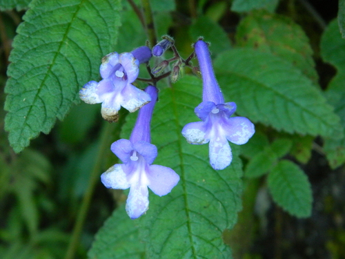 Streptocarpus hilsenbergii