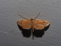 Eoophyla gibbosalis