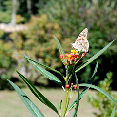 Vanessa cardui