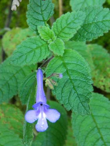 Streptocarpus hilsenbergii
