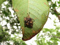 Parawixia monticola