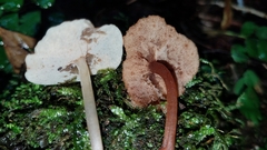 Filoboletus
