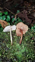 Filoboletus