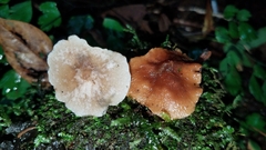 Filoboletus