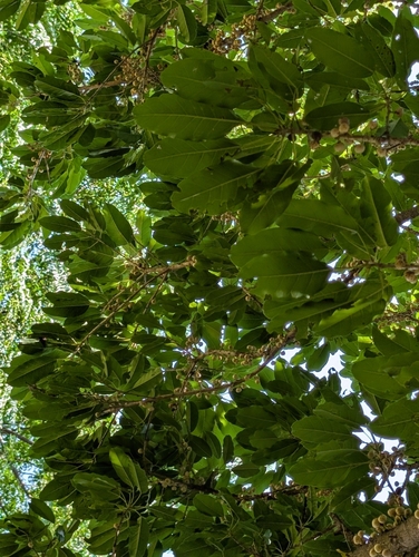 Ficus caulocarpa (Ficus caulocarpa)