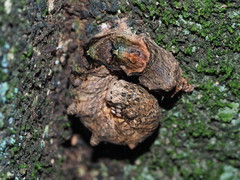 Ischyja