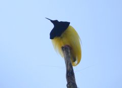 Twelve-Wired Bird-Of-Paradise photo 3