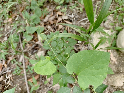 Vitis flexuosa observed 2025-06-09
