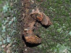Ischyja