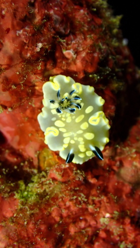 ardeadoris tomsmithi