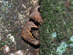 Ischyja