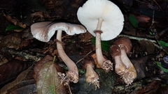 Leucoagaricus lilaceus