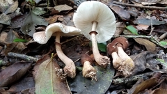 Leucoagaricus lilaceus