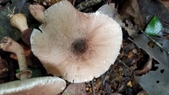Leucoagaricus lilaceus