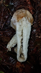 Blumenavia angolensis