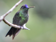 Heliodoxa leadbeateri