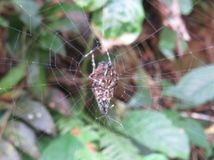 Verrucosa meridionalis