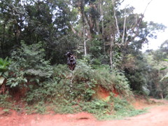 Verrucosa meridionalis