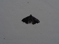 Drosophantis caeruleata