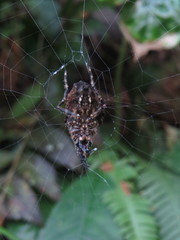 Verrucosa meridionalis