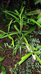Podocarpus matudae jaliscanus