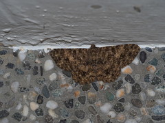 Racotis boarmiaria