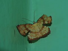 Corymica deducta